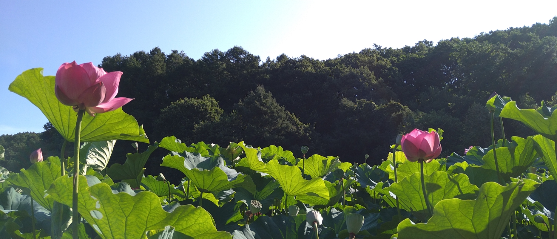 ハスの花が満開状態！ | 花工房あや