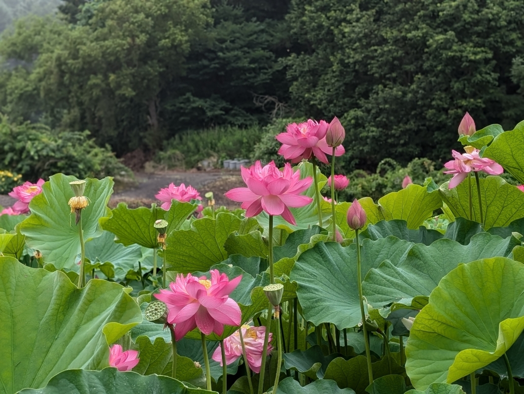 ブルーベリー狩りは終了　蓮池は今月いっぱいです